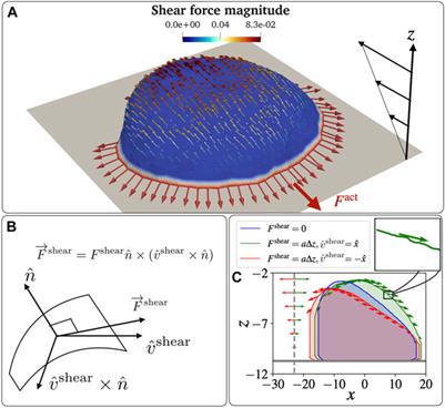 Modelling how curved active proteins and shear flow pattern cellular shape and motility